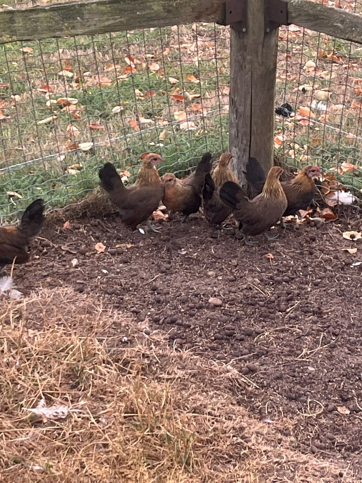 Hollandse kriel kippen, Meerdere dieren, Kip