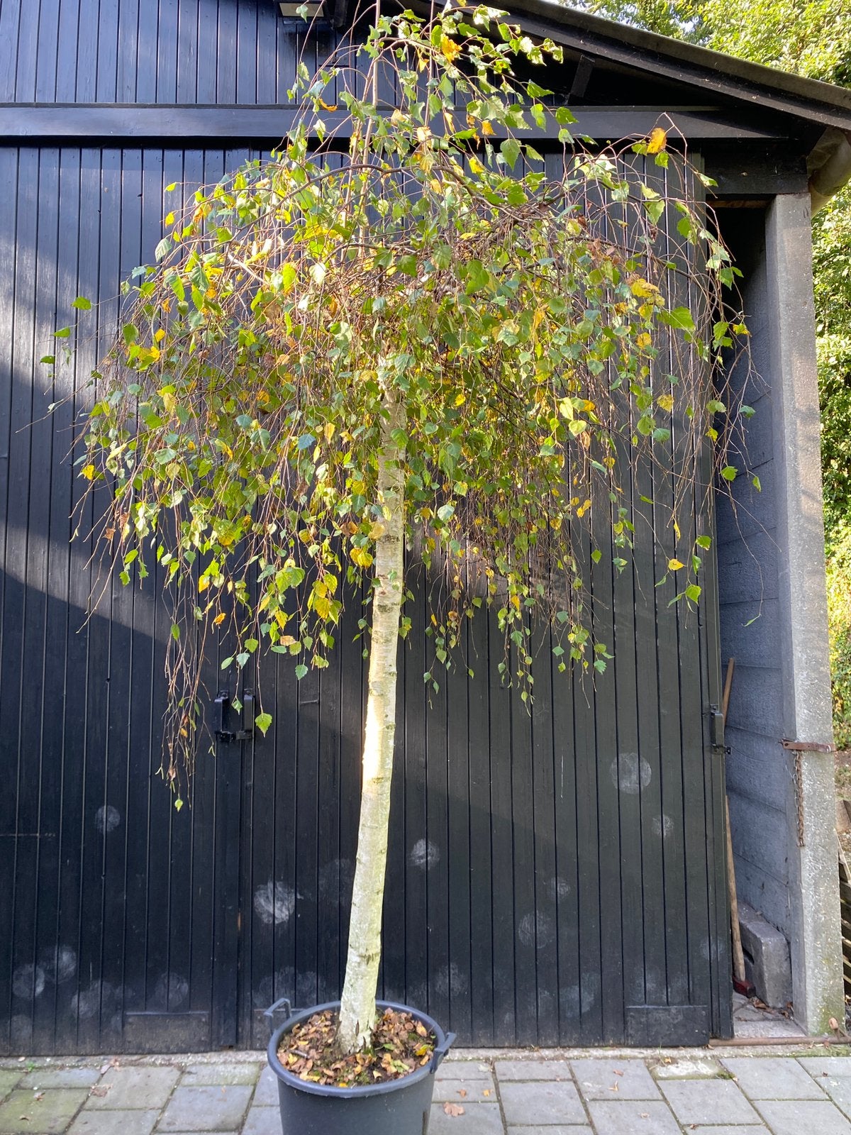 Prieelberk. Betula pendula youngii. Op stam van 220cm, Bloeit niet, Overige soorten, Ophalen, Volle zon