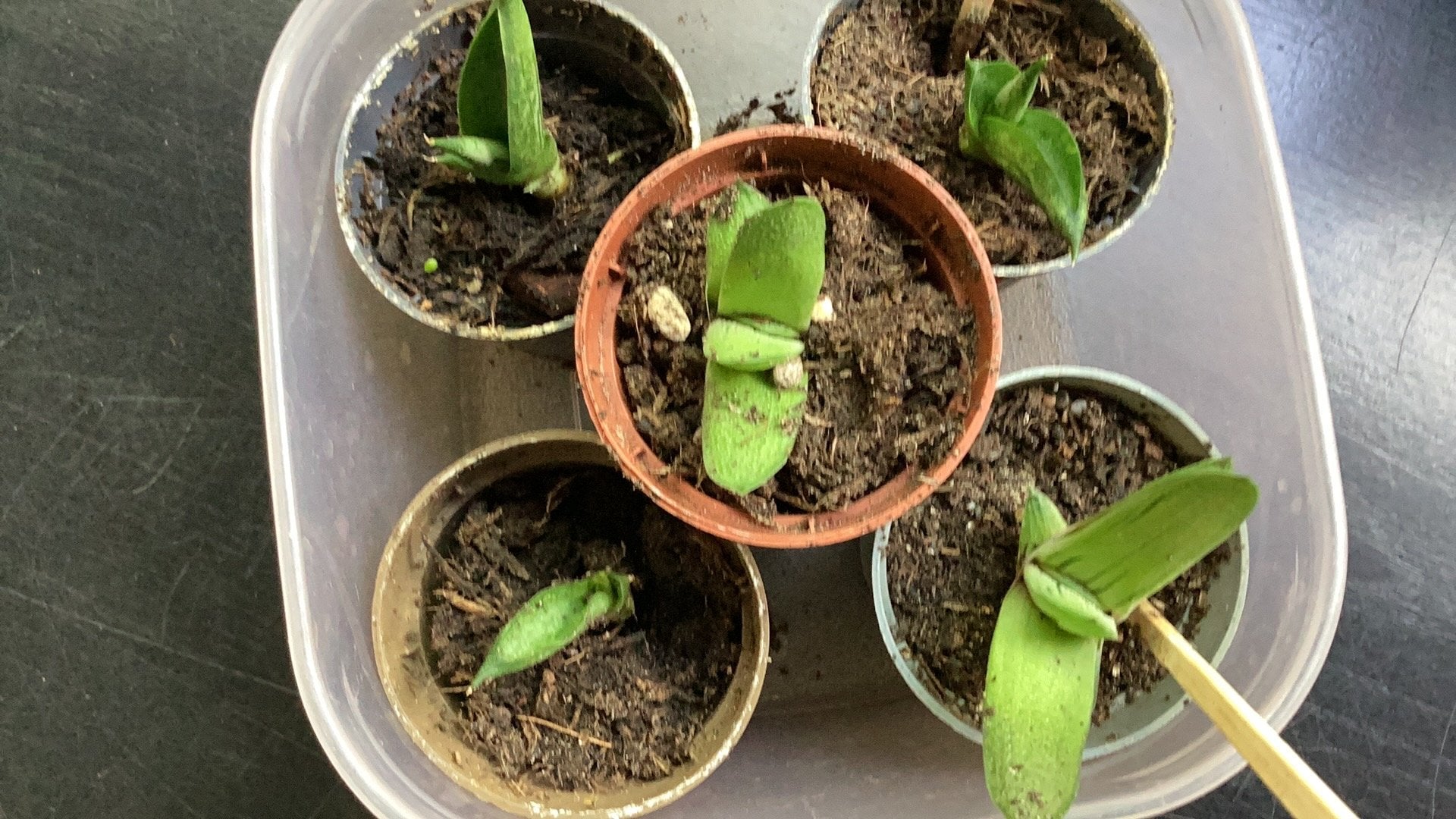 Vetplant stekjes, Huis en Inrichting, Kamerplanten, Ophalen, Halfschaduw, Minder dan 100 cm