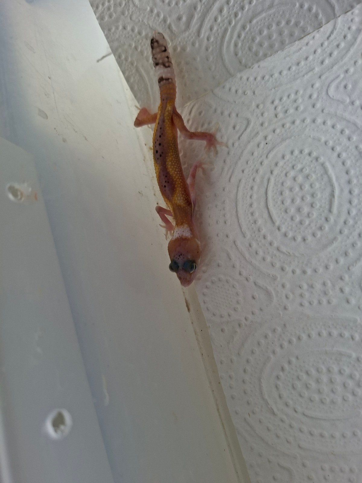 jonge luipaardgekko Leopard Gecko photo 3