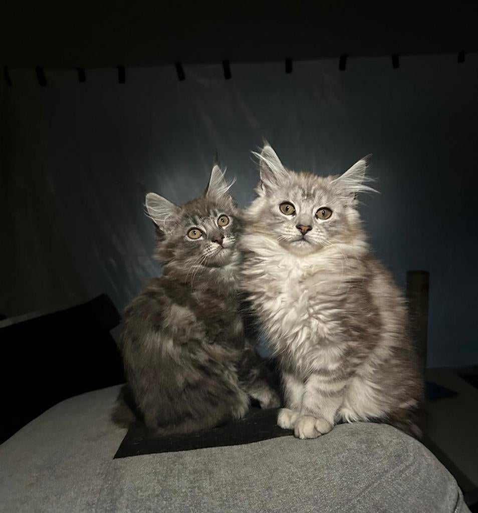 2 prachtige Main Coon kittens mogen al verhuizen, Dieren en Toebehoren, Poes, Gechipt