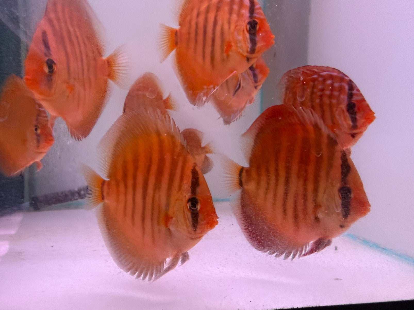 Diverse discusvissen van 7 cm tot 12 cm, Vis