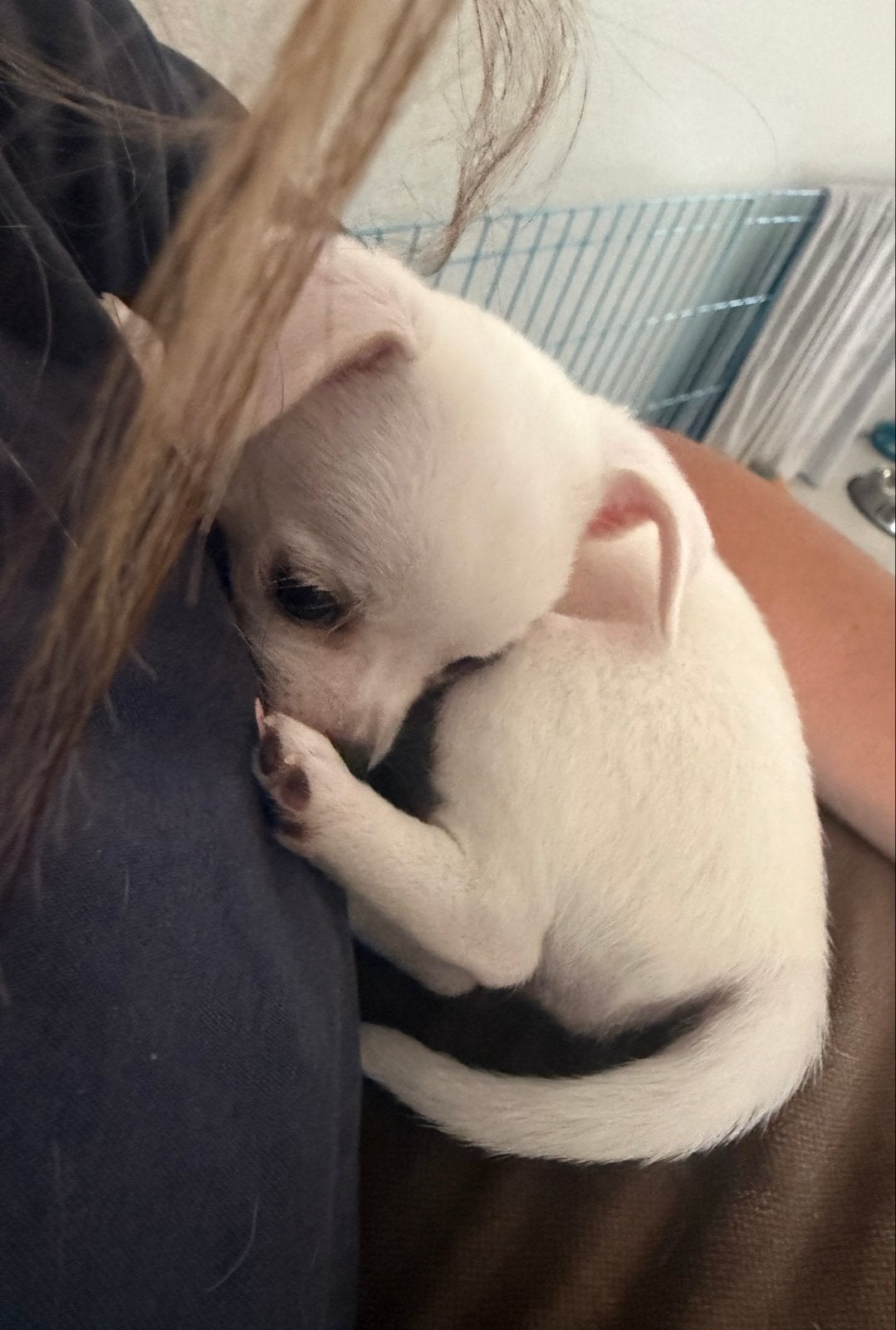 Chihuahua teefje, 8 tot 15 weken, Meerdere dieren, Eén hond, Chihuahua