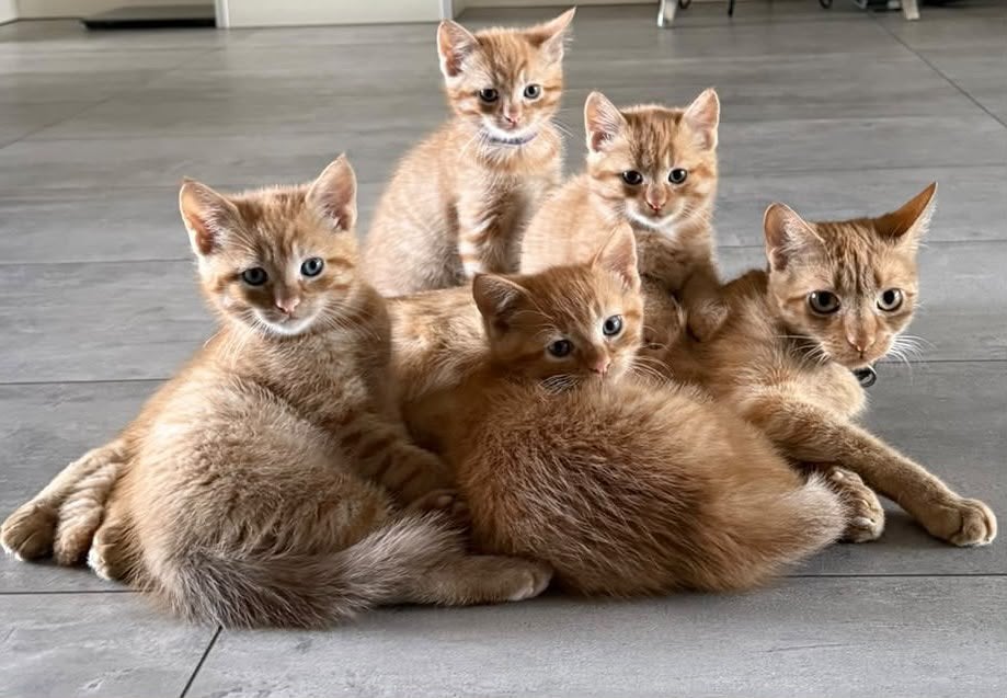 Kittens en mamapoes te koop, Dieren en Toebehoren, Meerdere dieren