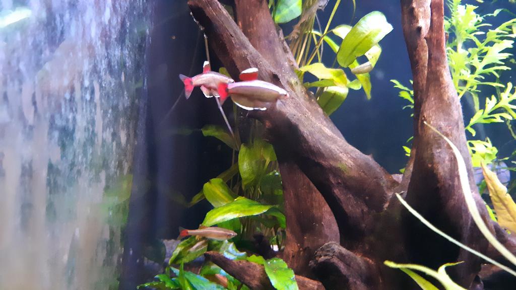 Chinese danio's, Dieren en Toebehoren, Overige soorten
