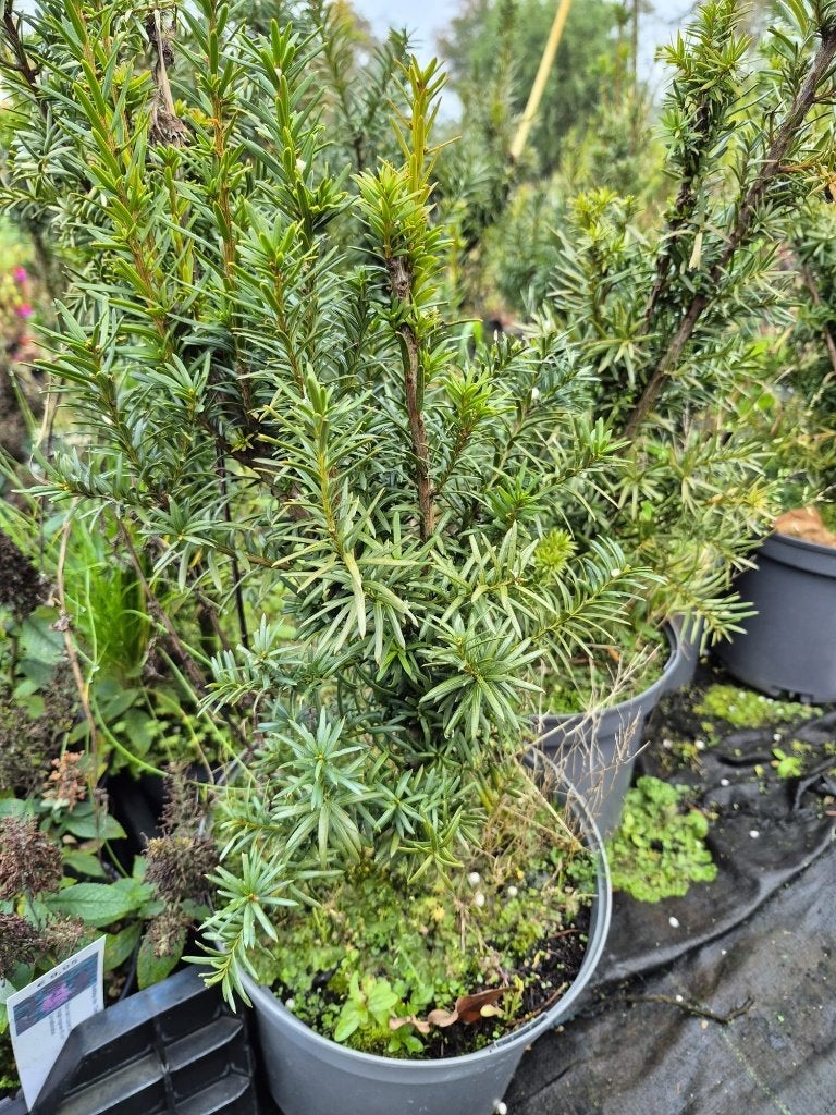 Restpartij a  15 stuks Taxus media 'Hicksii', Volle zon, Vaste plant, Bloeit niet, Ophalen