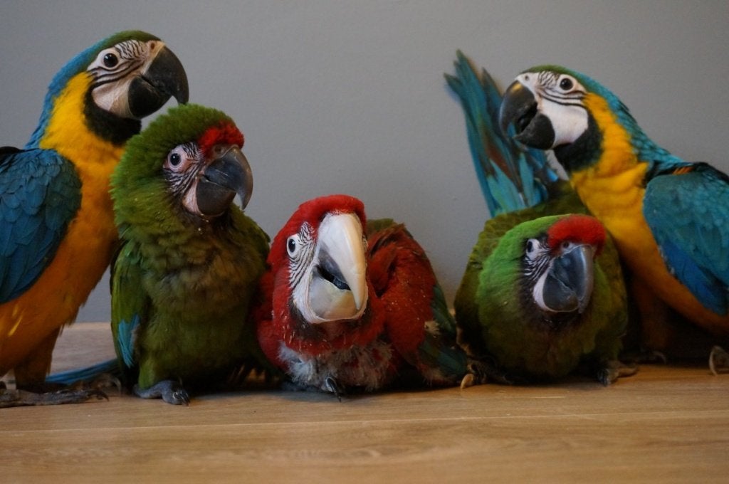 tamme jonge papegaai en parkiet achtigen, Dieren en Toebehoren, Vogels | Parkieten en Papegaaien, Meerdere dieren, Papegaai, Geringd