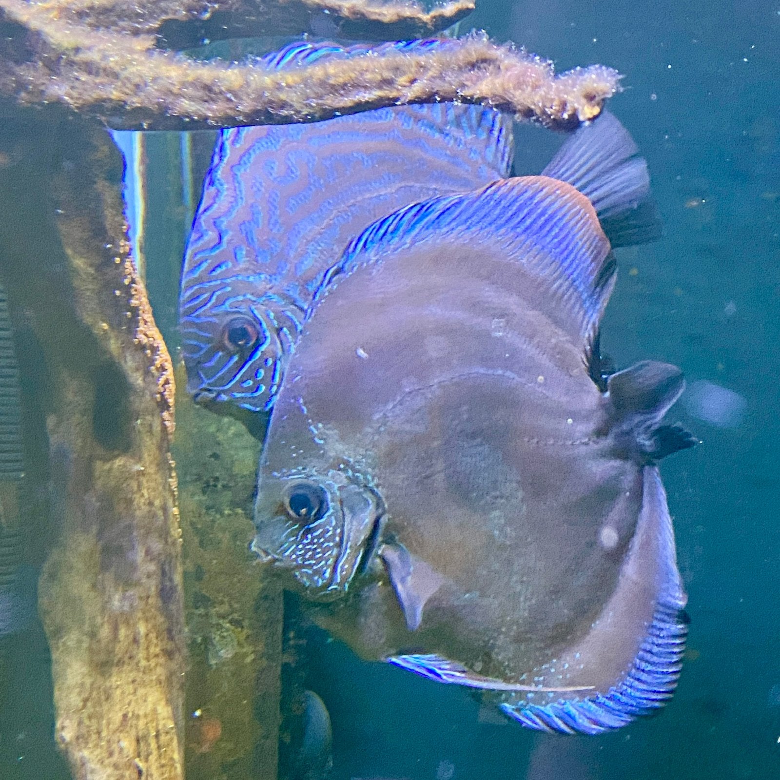 Aantal / koppel Discus Snakeskin (Aziaat), Dieren en Toebehoren, Vissen | Aquariumvissen, Vis, Zoetwatervis, Schoolvis