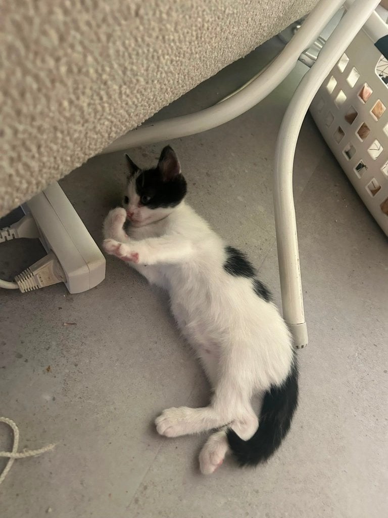 Nog 2 super schattige kittens, Meerdere dieren, Kortharig, 0 tot 2 jaar