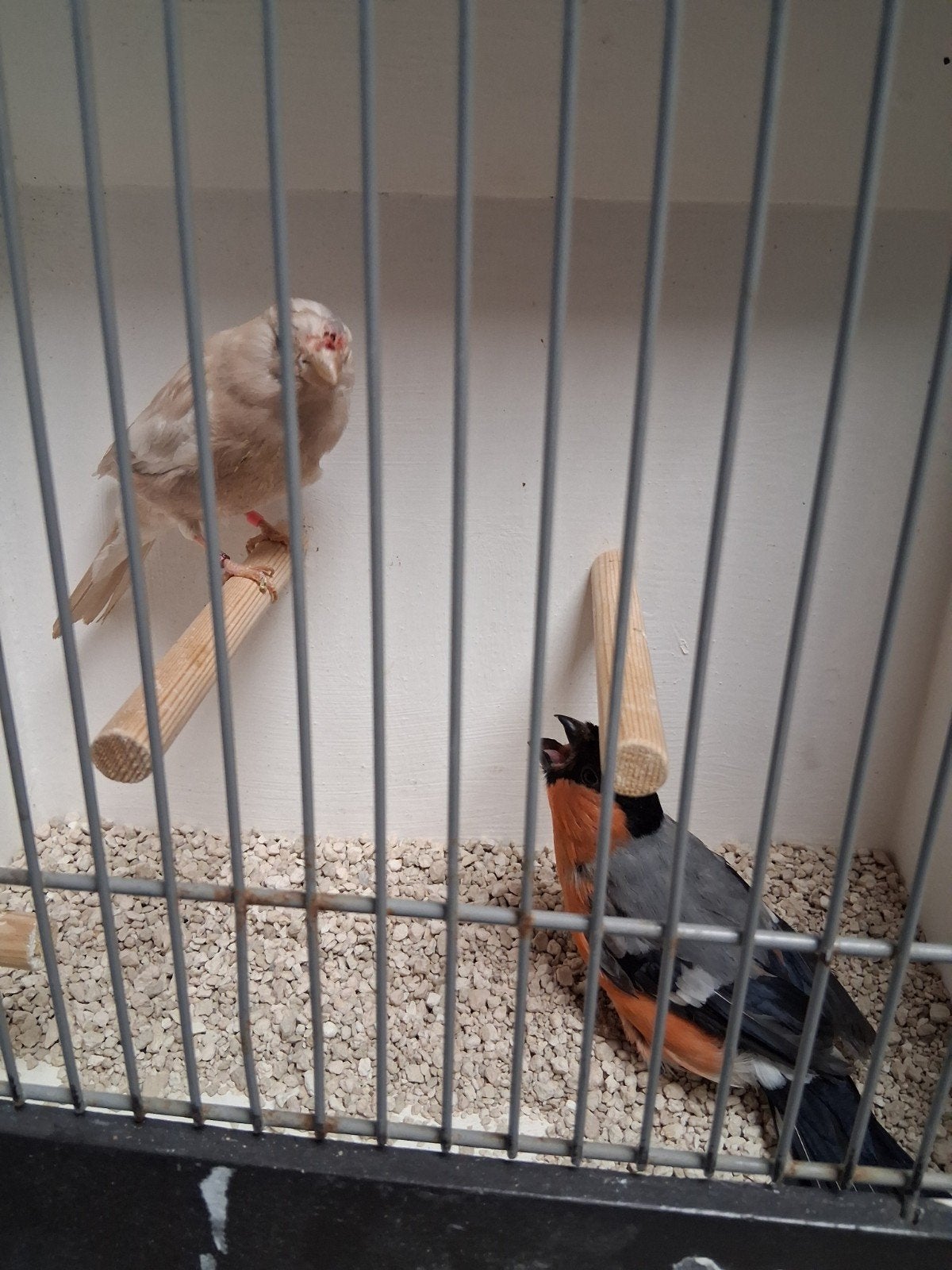 Mooi koppel Noorse goudvinken geel, Meerdere dieren, Wildzangvogel