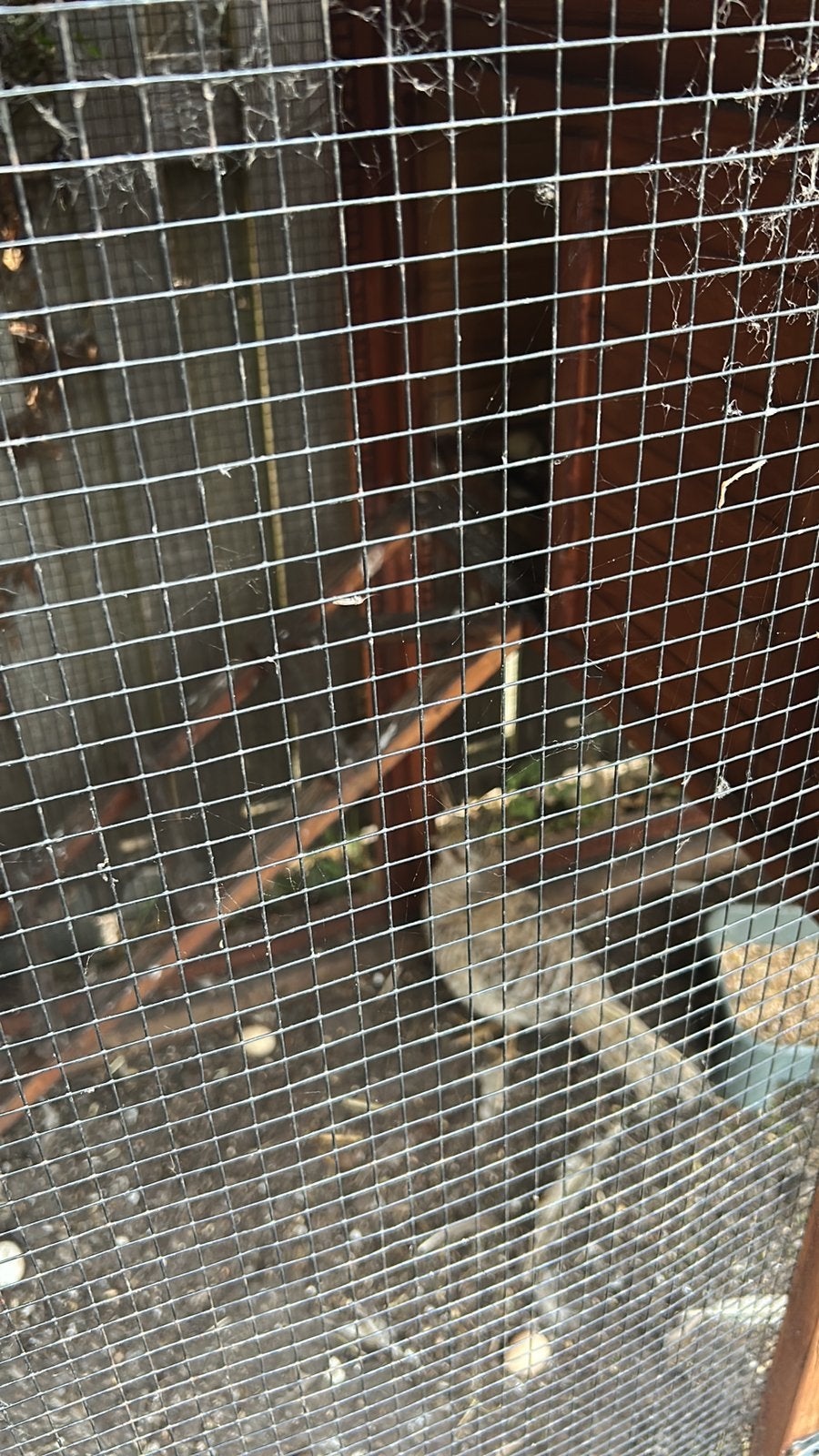 Goudfazant, Meerdere dieren