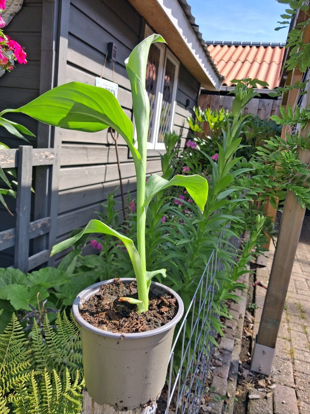 🌺🌿Canna Altensteinii  🌿🌺( Winterhard ), Tuin en Terras, Planten | Tuinplanten, Volle zon, Vaste plant, Zomer, Ophalen