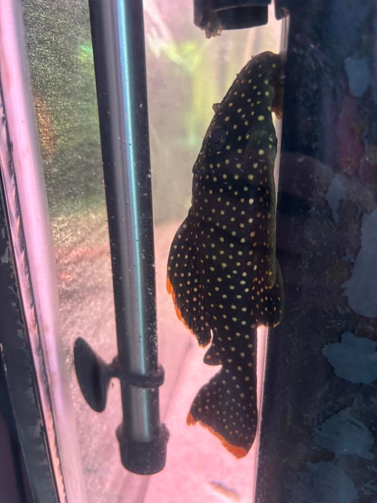 Mooie L018 golden nugget, Dieren en Toebehoren, Vissen | Aquariumvissen, Vis