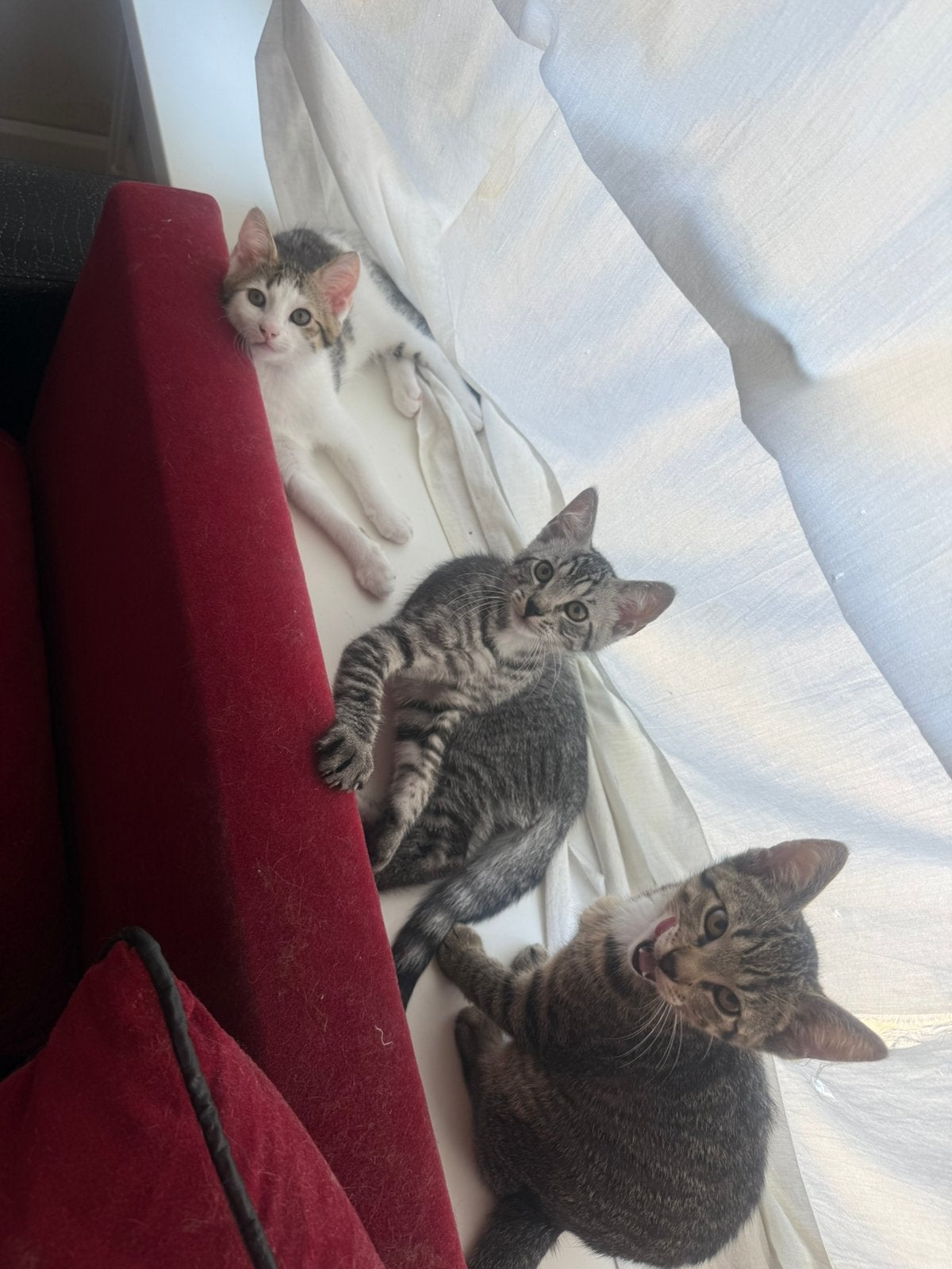 Gratis kittens! | 19 april geboren | GOED LEZEN!!!, Dieren en Toebehoren, Meerdere dieren