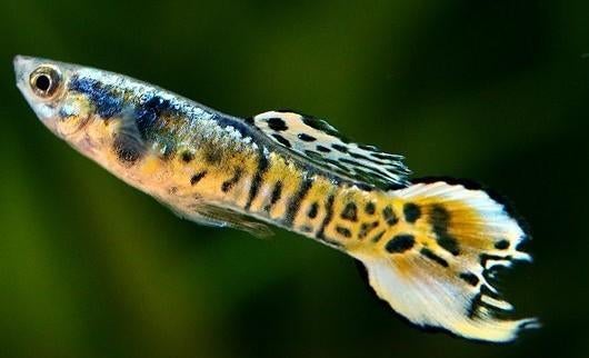 Endler tiger koi gup - Poecilia Endleri - Koidream Valburg, Dieren en Toebehoren, Vis, Zoetwatervis