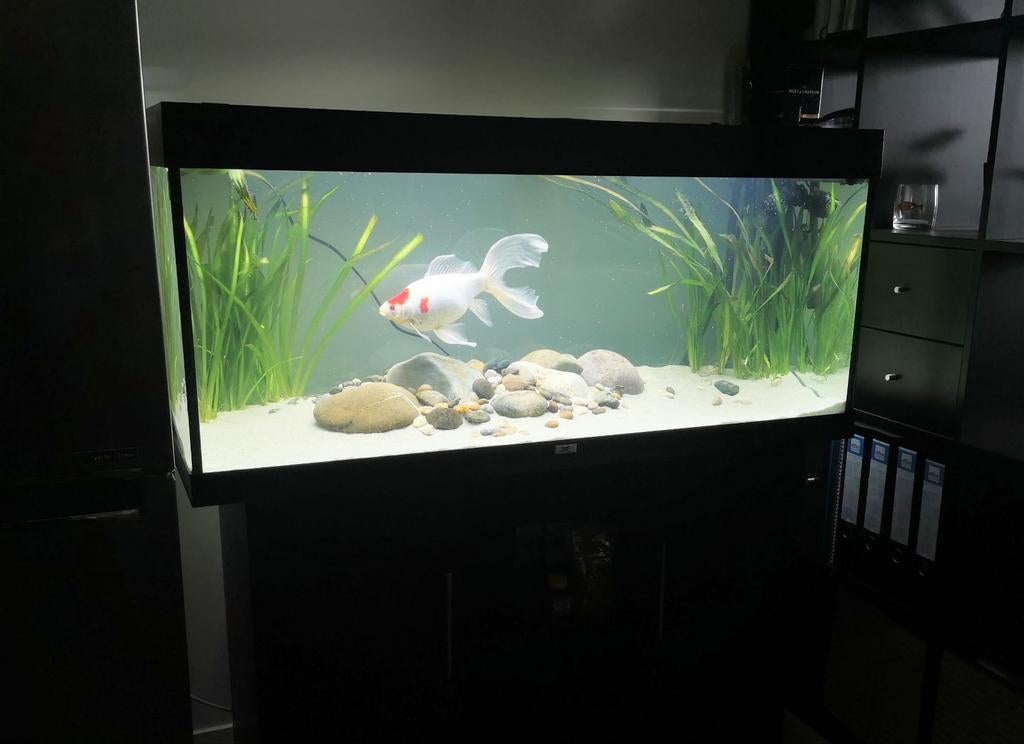 Juwel Rio 240 LED aquarium (zwart) + Fluval 407 filter, Ophalen, Gebruikt, Leeg aquarium, Juwel