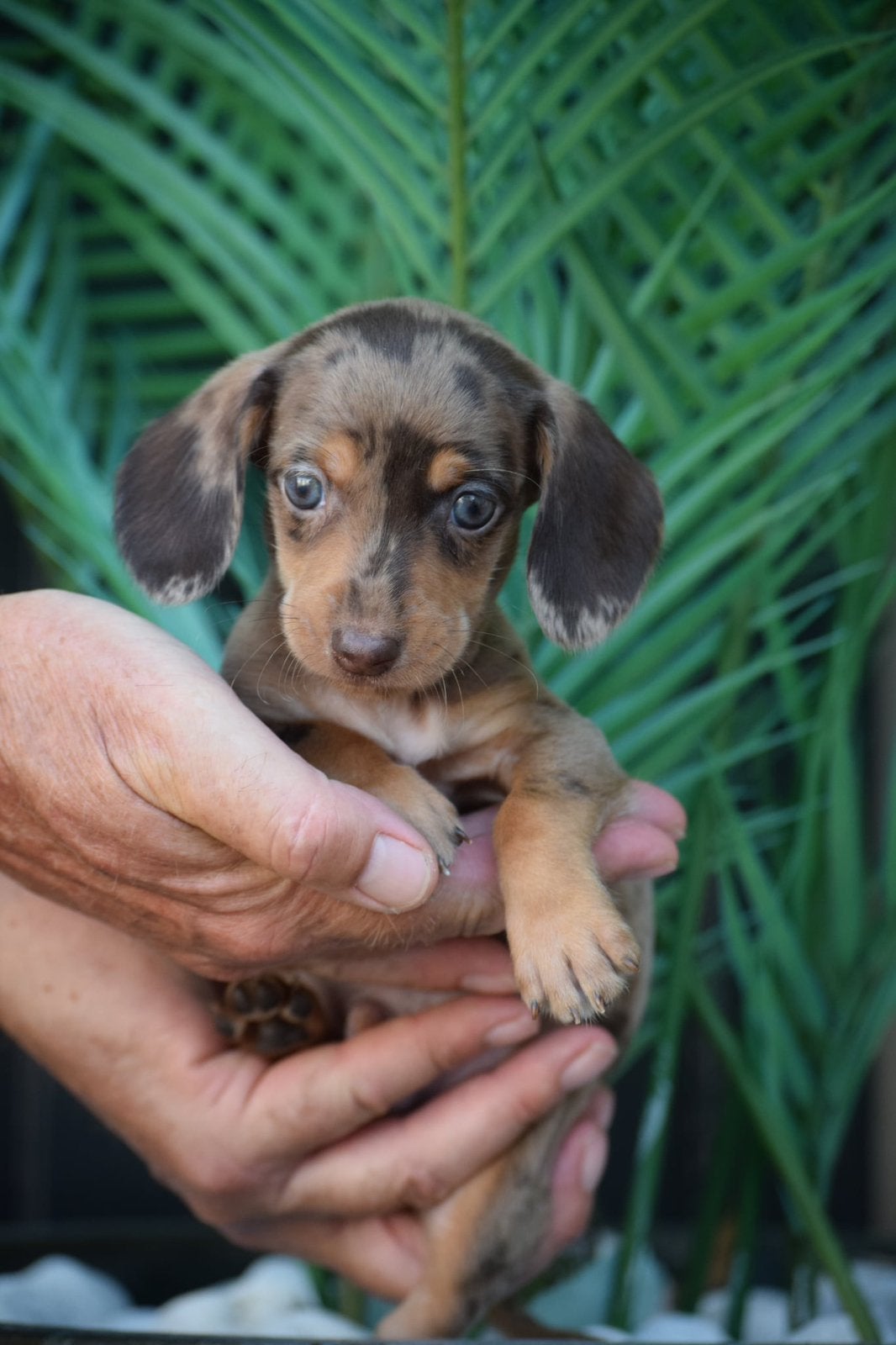 ❤️Prachtige teckel pups, dwerg / kaninchen teckels🐶🐾, Dieren en Toebehoren, 8 tot 15 weken, Teef, Dwerg, Meerdere