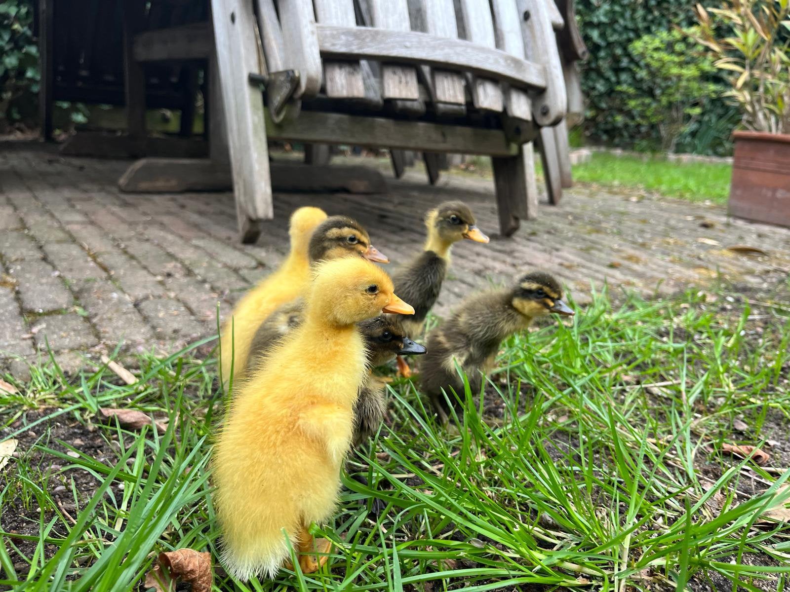 EIEREN, broedeieren loopeend, fleseend, Dieren en Toebehoren, Geslacht onbekend, Eend
