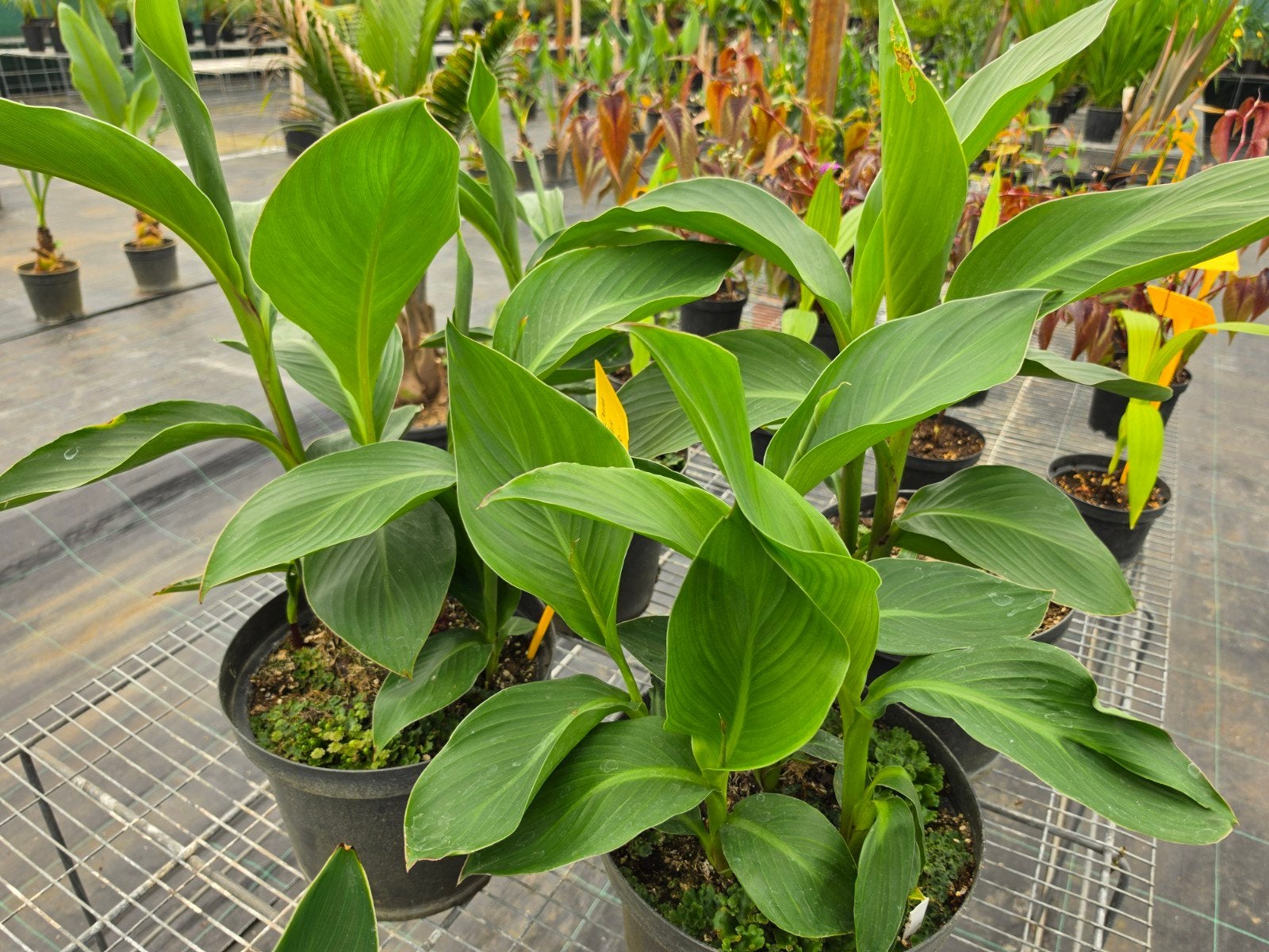 Canna indica pink, Ophalen, Overige soorten, Volle zon