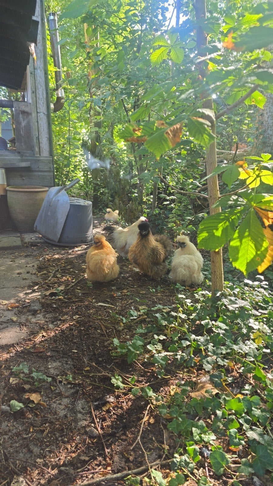zijdehoen kriel toom, Meerdere dieren, Kip