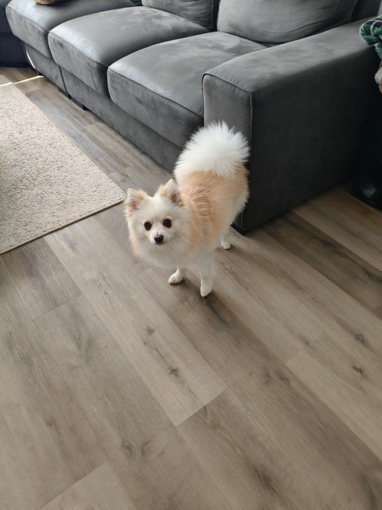 Pomsky 1 jaar oud, 15 weken tot 1 jaar, Eén hond, Nederland, Particulier