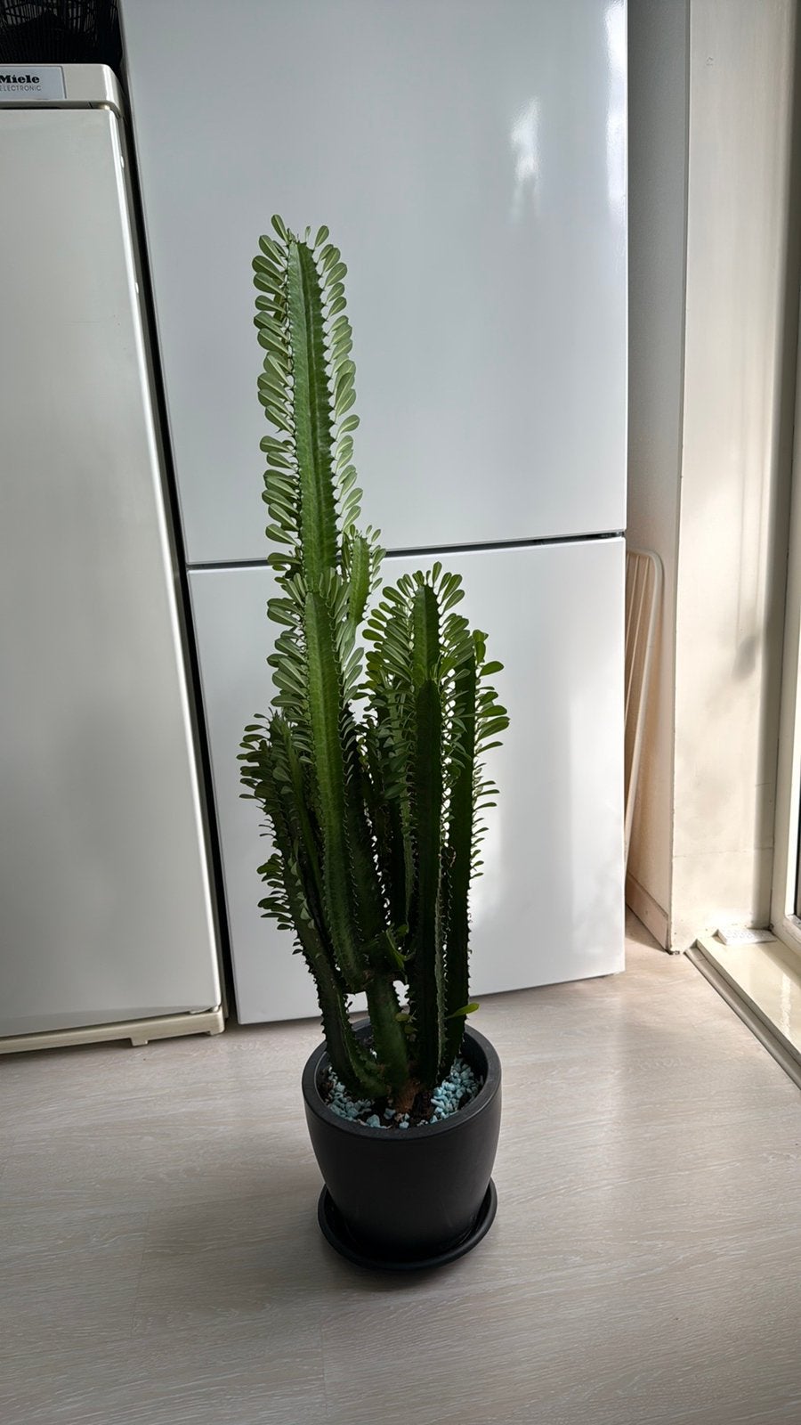 Mooie euphorbia kamerplant, Ophalen, In pot, Halfschaduw, 100 tot 150 cm