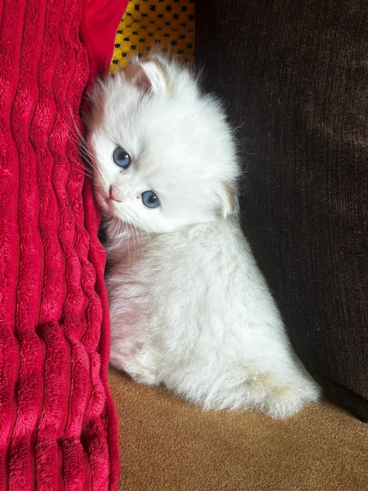 Perziche langharige kitten