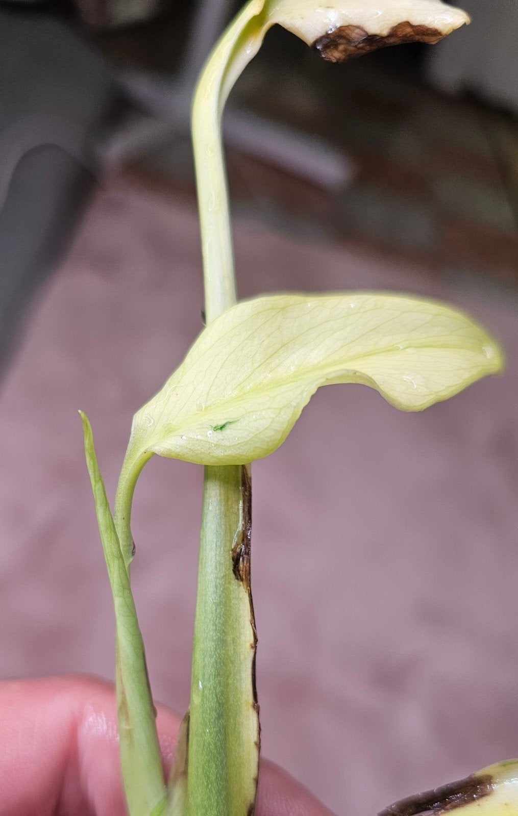 Monstera 'Neon Lime', Ophalen of Verzenden, Overige soorten