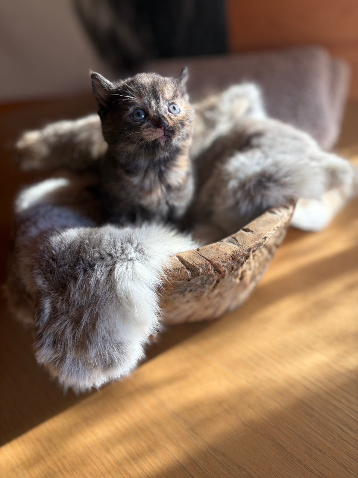 mooi nestje kittens moeder siamees, Meerdere dieren, Ontwormd