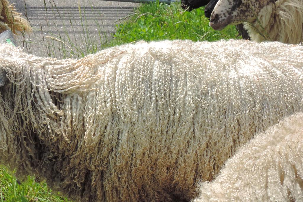 Wensleydale lamswol krulwol spinnen/viltwol spinnewielen, Ophalen of Verzenden, Nieuw, Spinwol