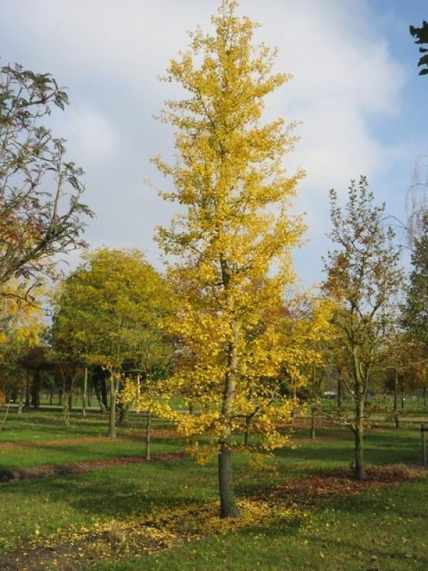 Ginkgo biloba bomen, Ophalen of Verzenden, Volle zon, Overige soorten