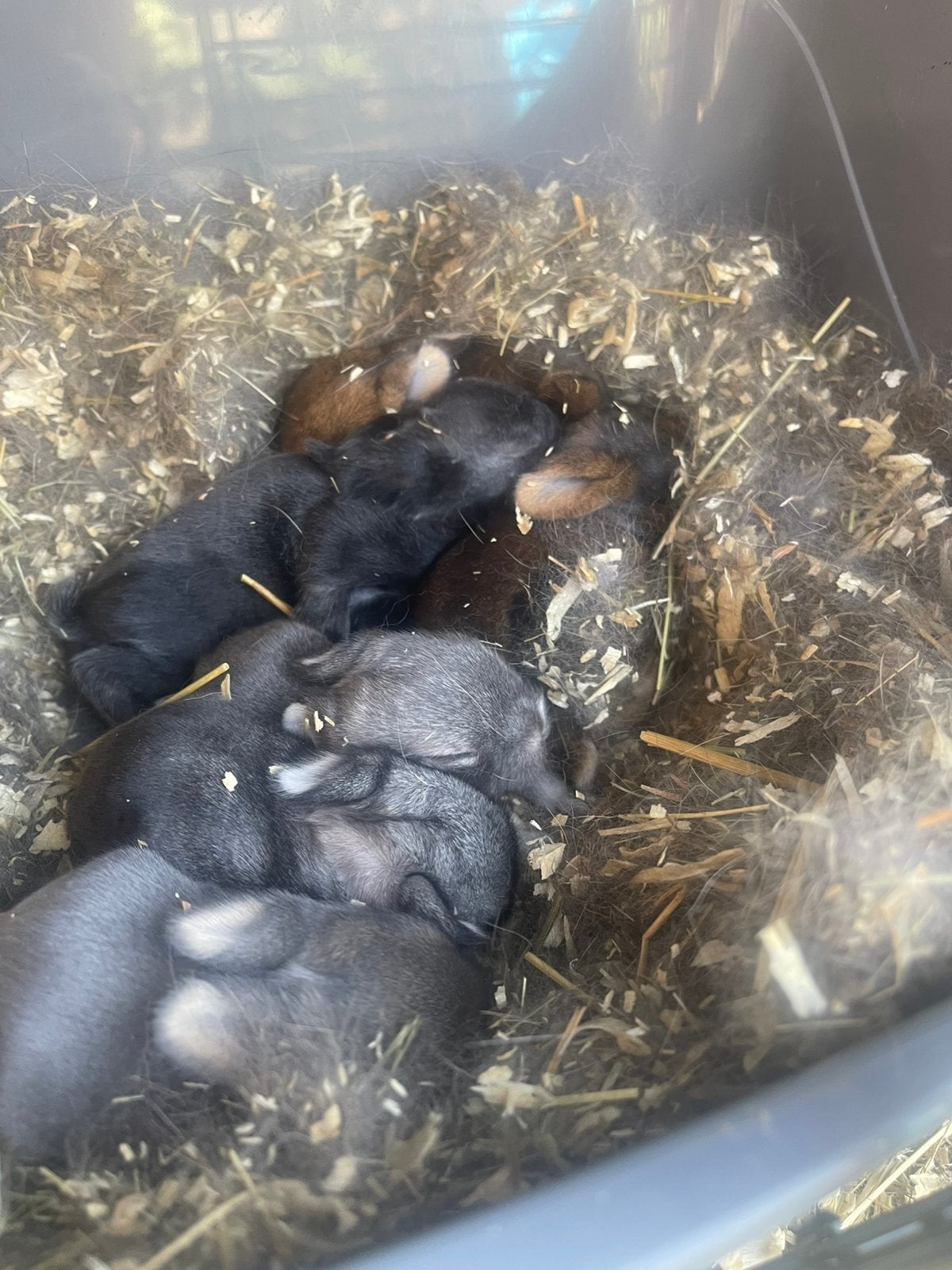 Baby konijnen, Dieren en Toebehoren, Pluimvee, Geslacht onbekend, Overige soorten