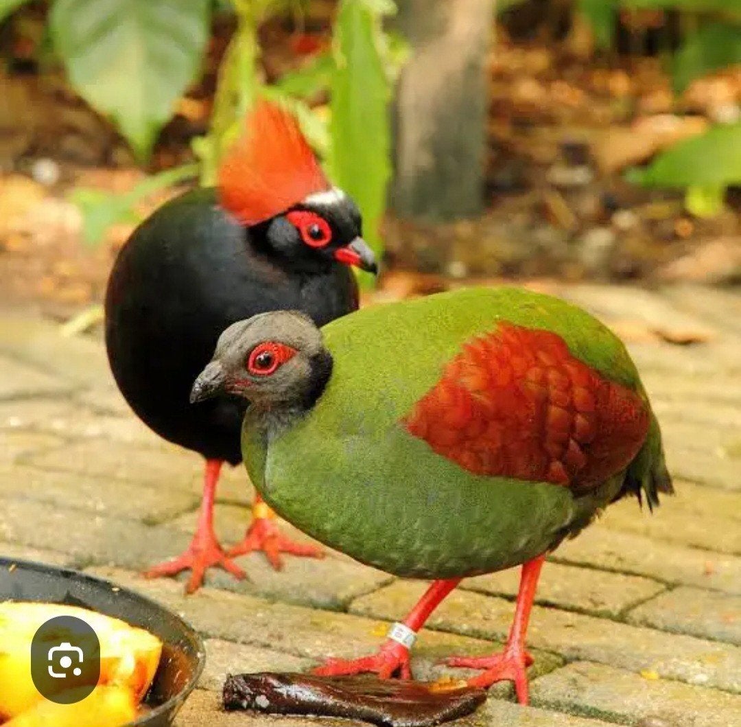 roulrouls ruilen, Dieren en Toebehoren