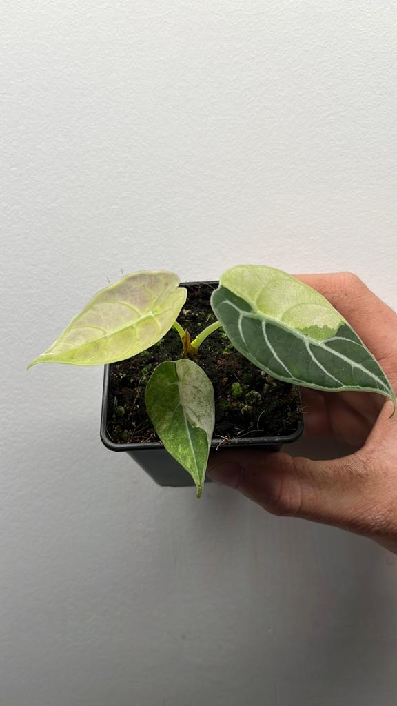 Alocasia Watsoniana Albo/Pink Variegata - Zeldzaam! #2, Huis en Inrichting, Kamerplanten, Overige soorten, Minder dan 100 cm, Groene kamerplant