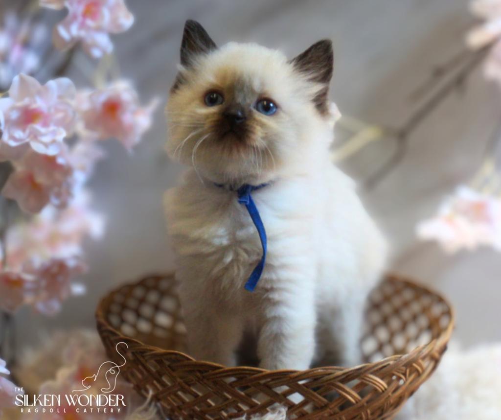 Ragdoll kittens met stamboom, Meerdere dieren, Met stamboom