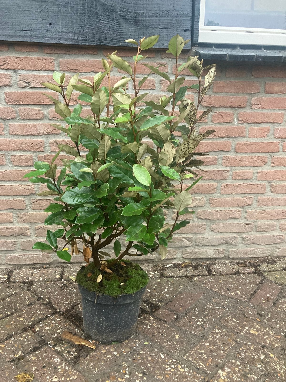 Elaeagnus Ebbingei - Compacta - Olijfwilg -, Ophalen, Overige soorten, Volle zon