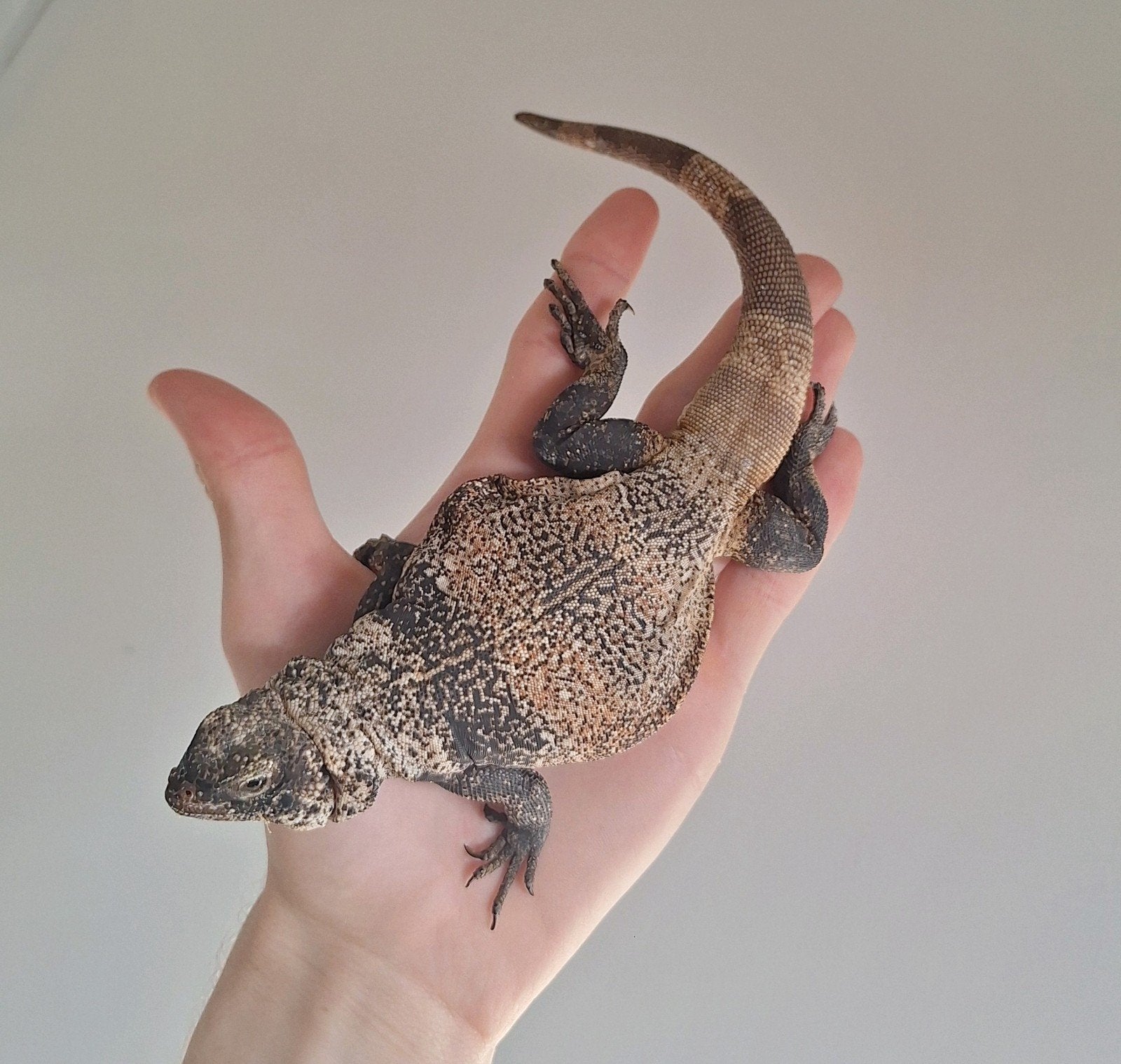 Chuckwalla Granite, sauromalus ater 2025, Hagedis, Tam, 0 tot 2 jaar
