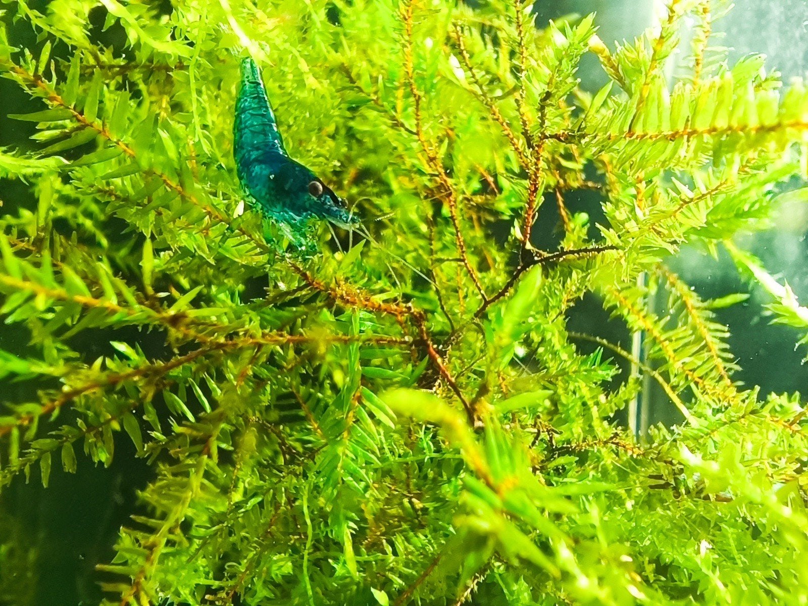 blue garnalen neocaridina, Kreeft, Krab of Garnaal