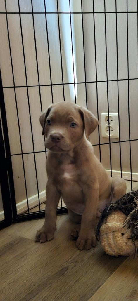 Cane Corso/Rottweiler mix pups (nog 2 reutjes beschikbaar), Dieren en Toebehoren, Overige rassen, 8 tot 15 weken, Parvo, Meerdere