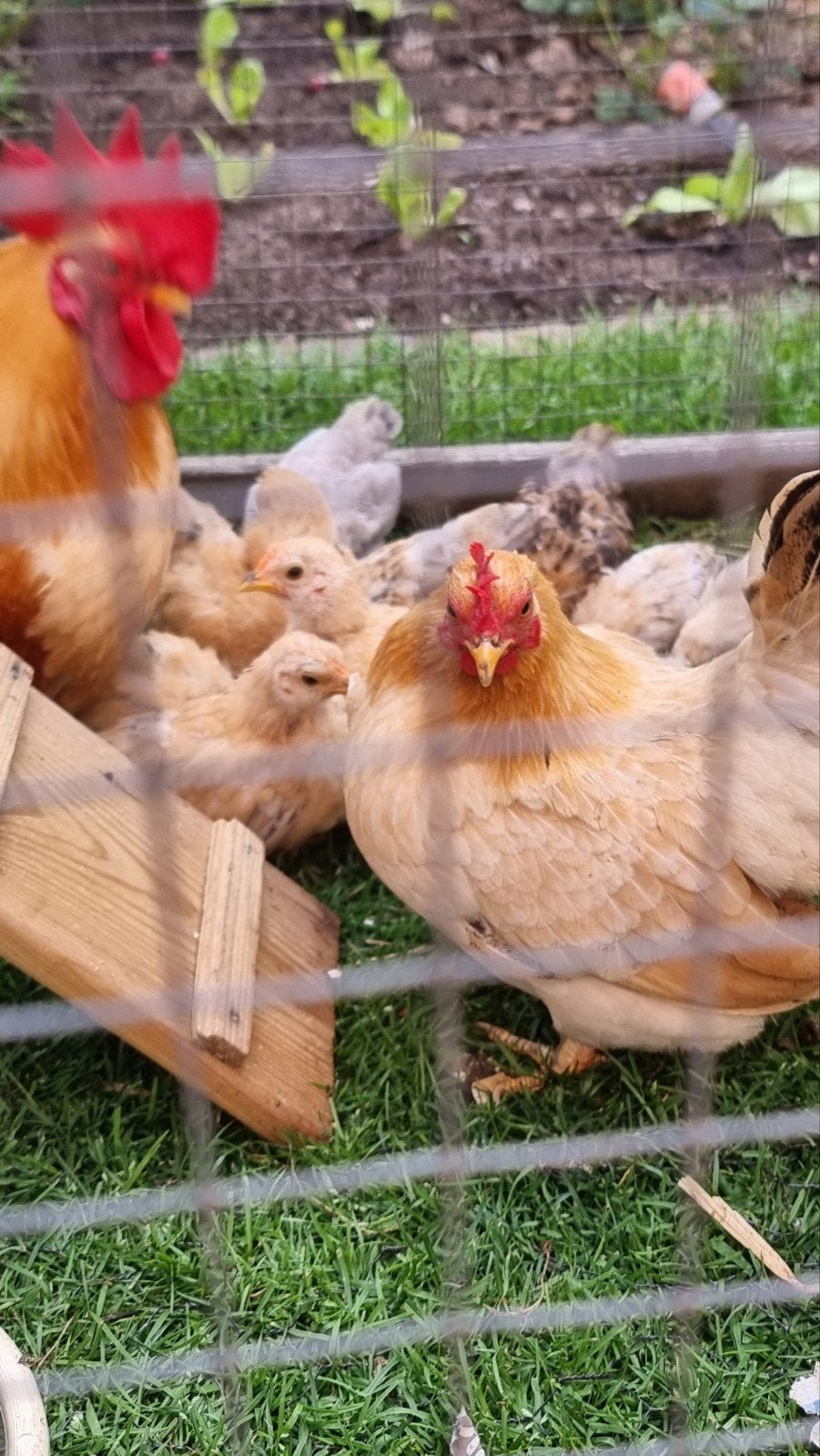 Jonge chabo's, Meerdere dieren, Kip