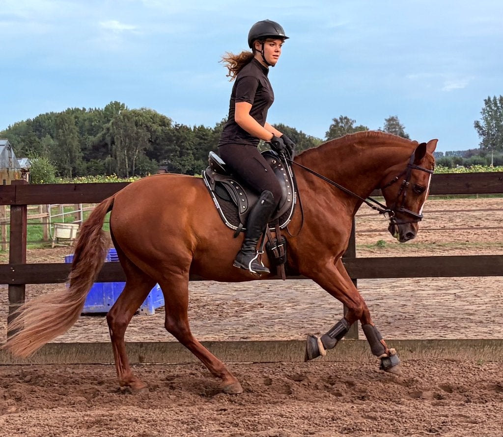 Lunero - lieve en leergierige PRE-ruin, Dieren en Toebehoren, Ruin, Dressuurpaard, 160 tot 165 cm, 11 jaar of ouder