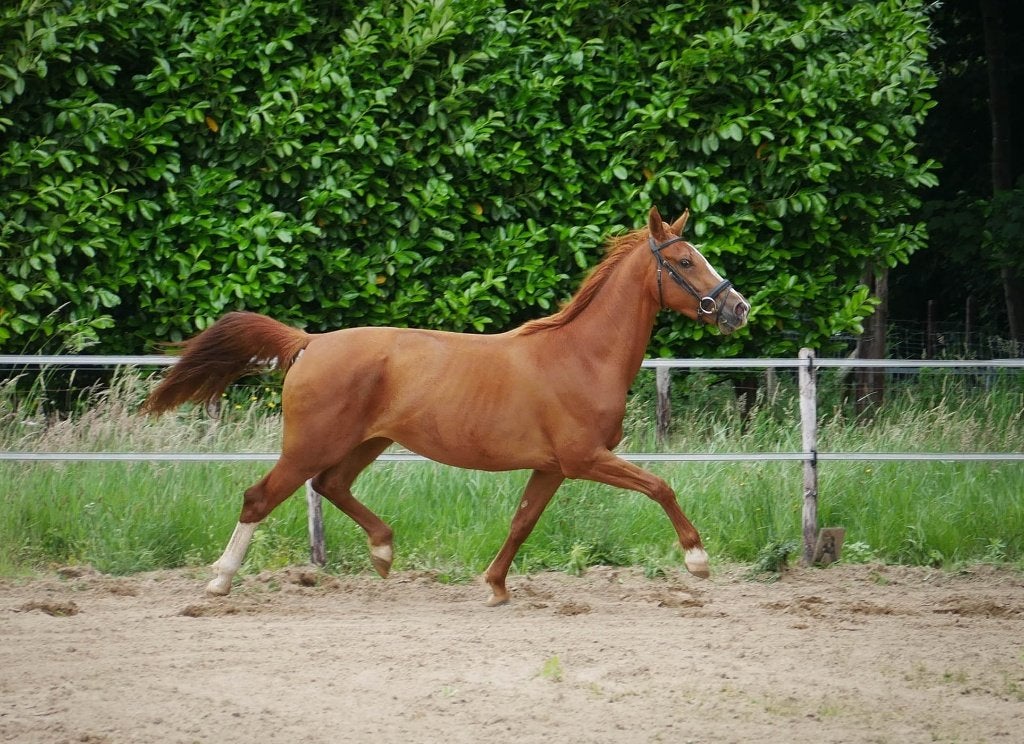 Twee leuke, jonge KWPN merries!, Dieren en Toebehoren, Paarden, Merrie, Met stamboom, 3 tot 6 jaar, 160 tot 165 cm