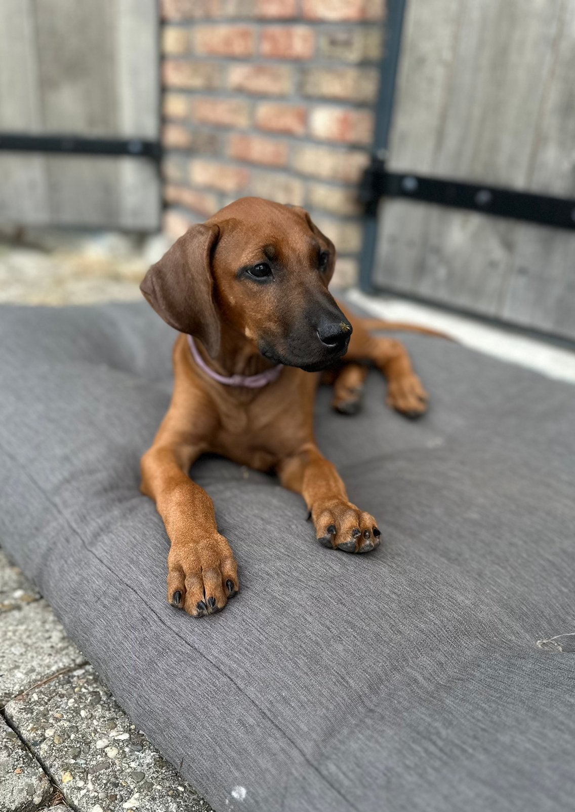 rhodesian ridgeback pups, 2 teefjes (per direct) beschikbaar, Parvo, Overige rassen, 8 tot 15 weken, Meerdere
