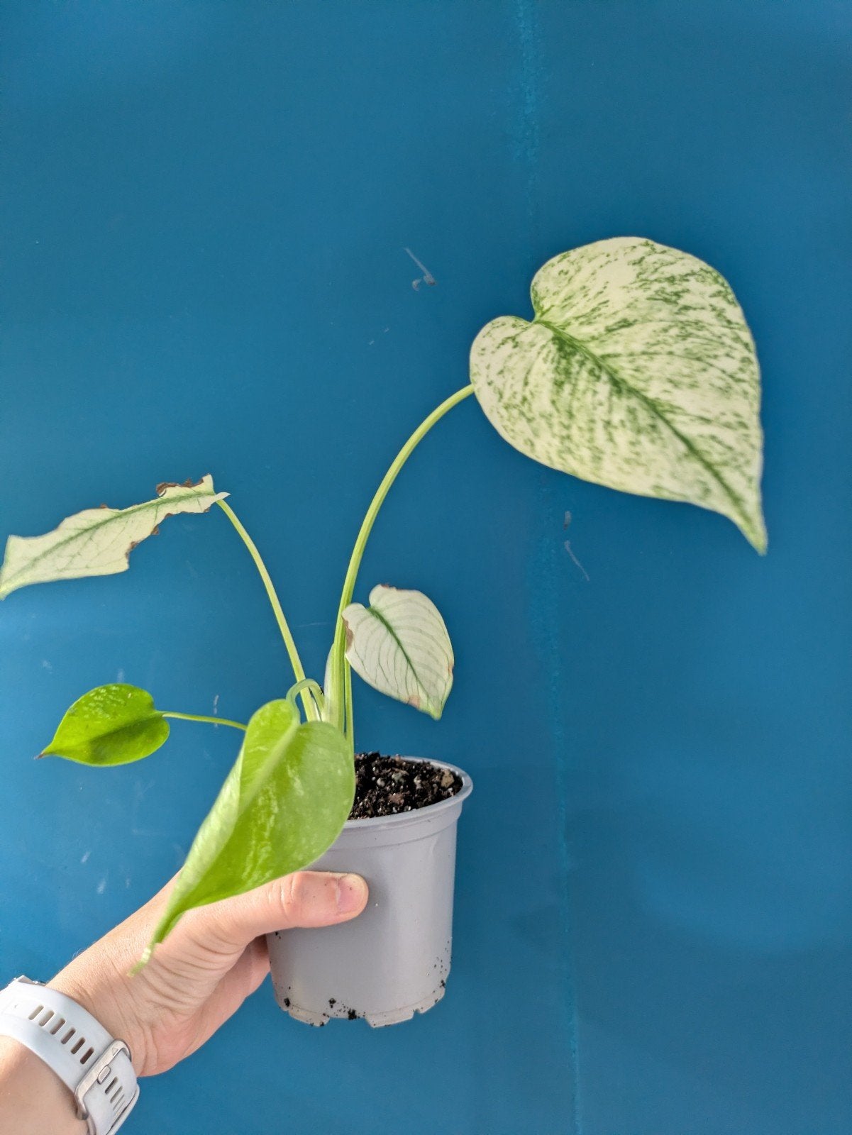Monstera full Mint variegata plantje, Ophalen of Verzenden, Halfschaduw, Minder dan 100 cm