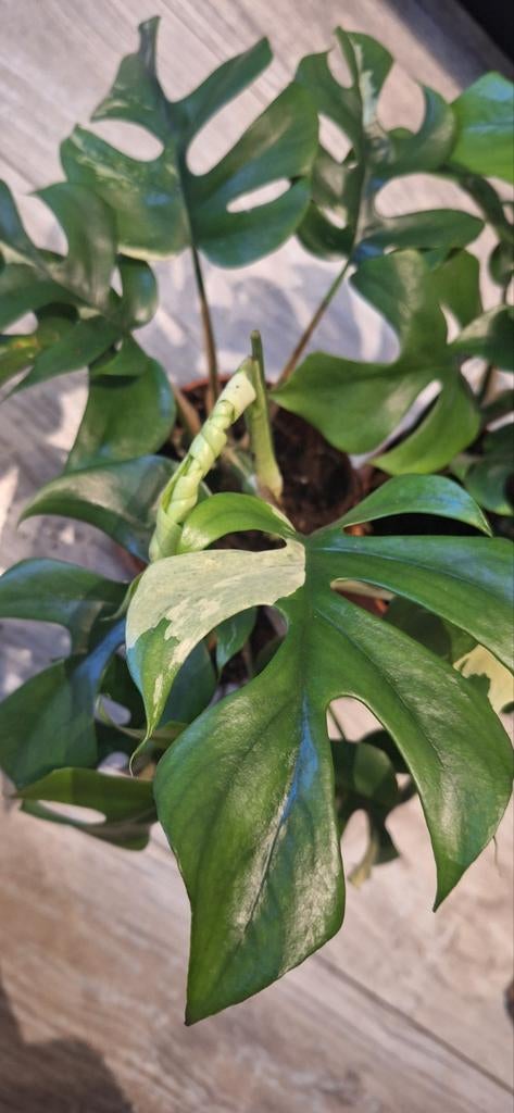 Monstera rhaphidophora variegata, Huis en Inrichting, Kamerplanten, Ophalen of Verzenden, Halfschaduw, Minder dan 100 cm