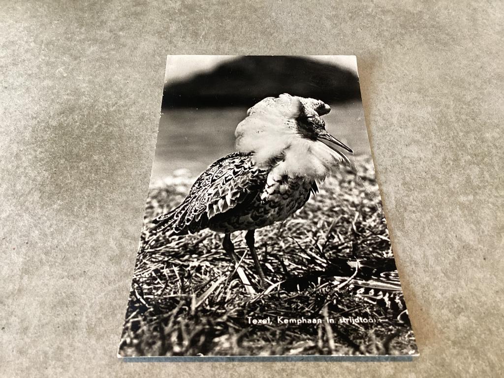 Texel.      Kemphaan in strijdtooi, Ophalen of Verzenden, 1940 tot 1960, Waddeneilanden