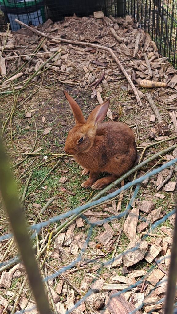 Prachtige jonge Belgische haasjes, Dieren en Toebehoren, Geslacht onbekend, Middelgroot, 0 tot 2 jaar