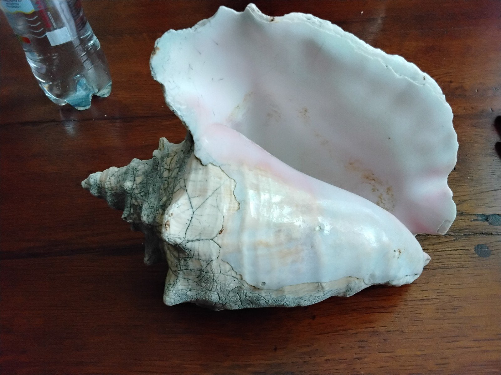 grote schelp, Verzamelen, Ophalen of Verzenden, Schelp(en)