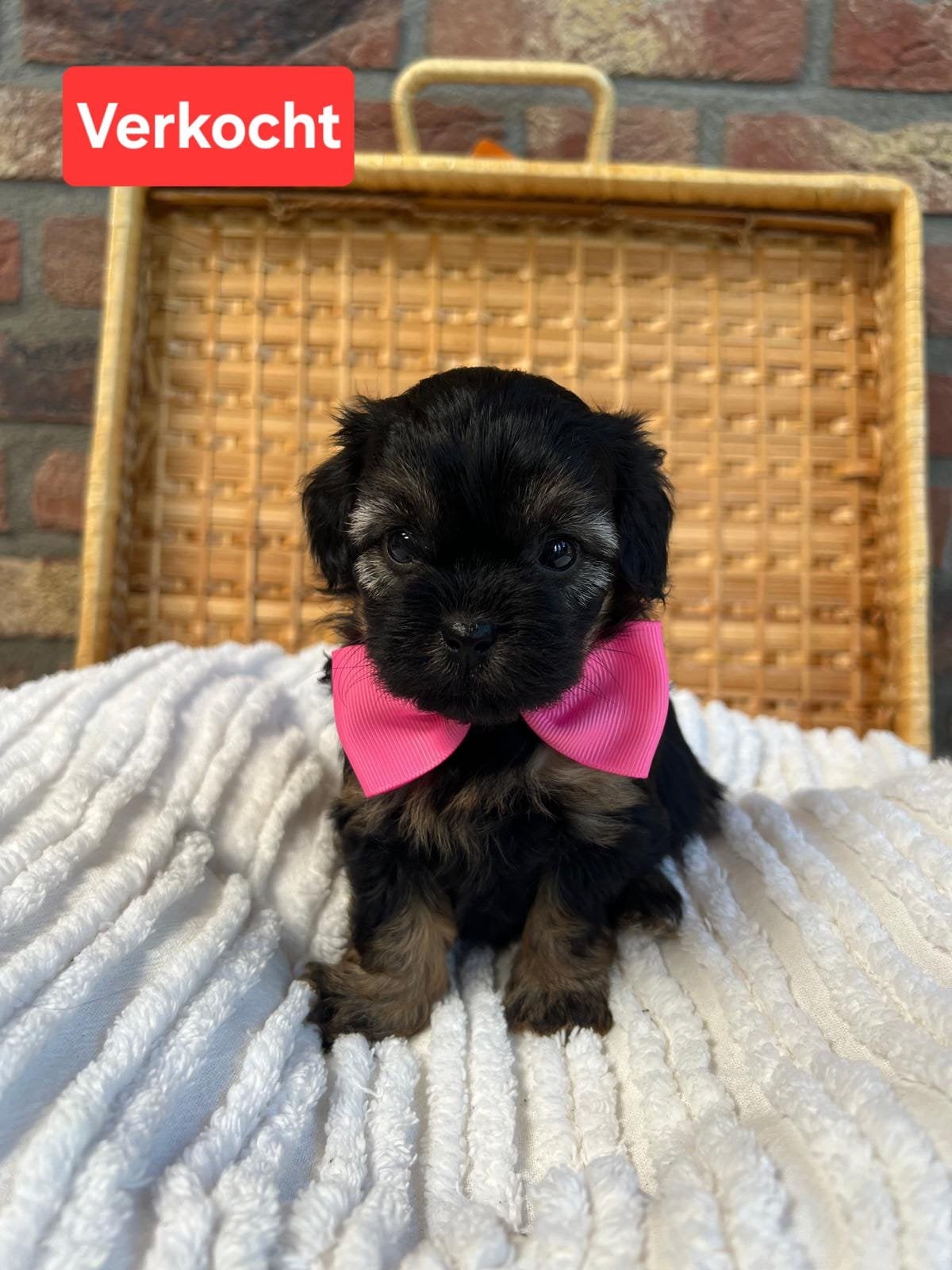 Lieve Boomer Puppy’s, Parvo, Overige rassen, 8 tot 15 weken, Meerdere