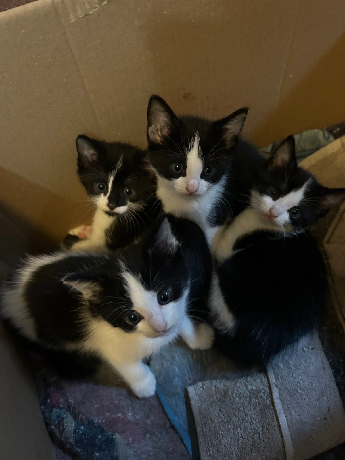 Prachtige tamme kitten te koop, Dieren en Toebehoren, Poes, Kortharig